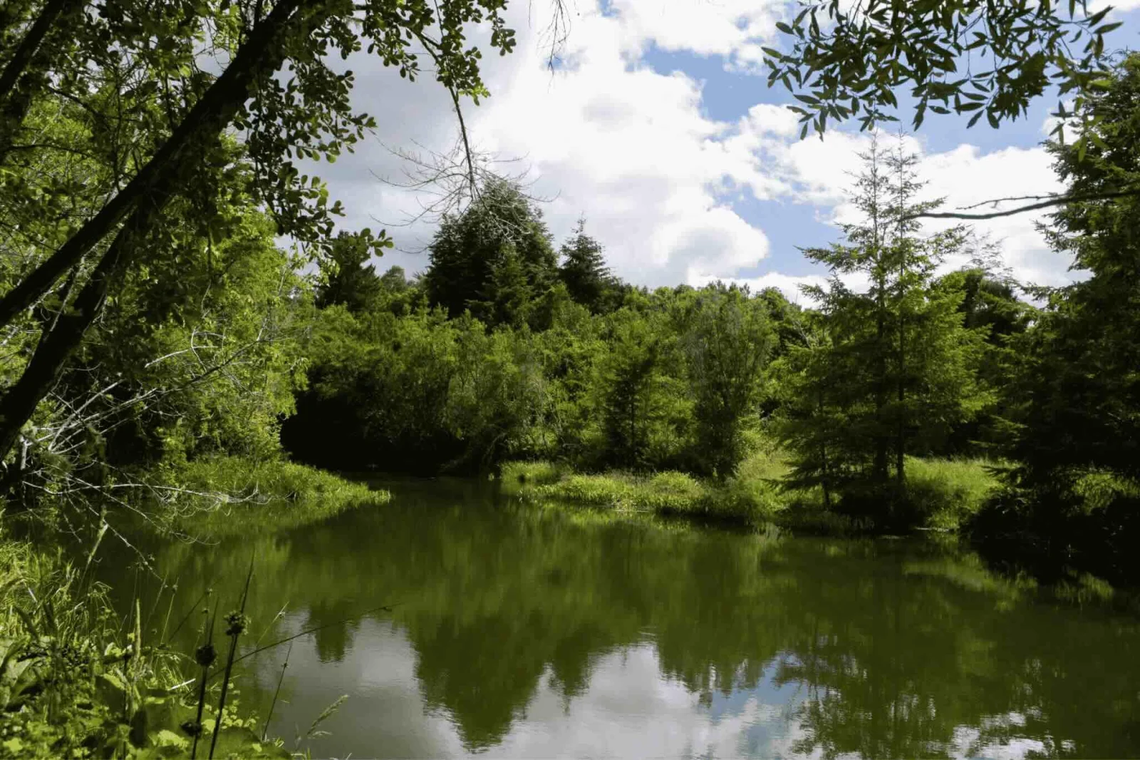 Laguna rodeada de vegetación