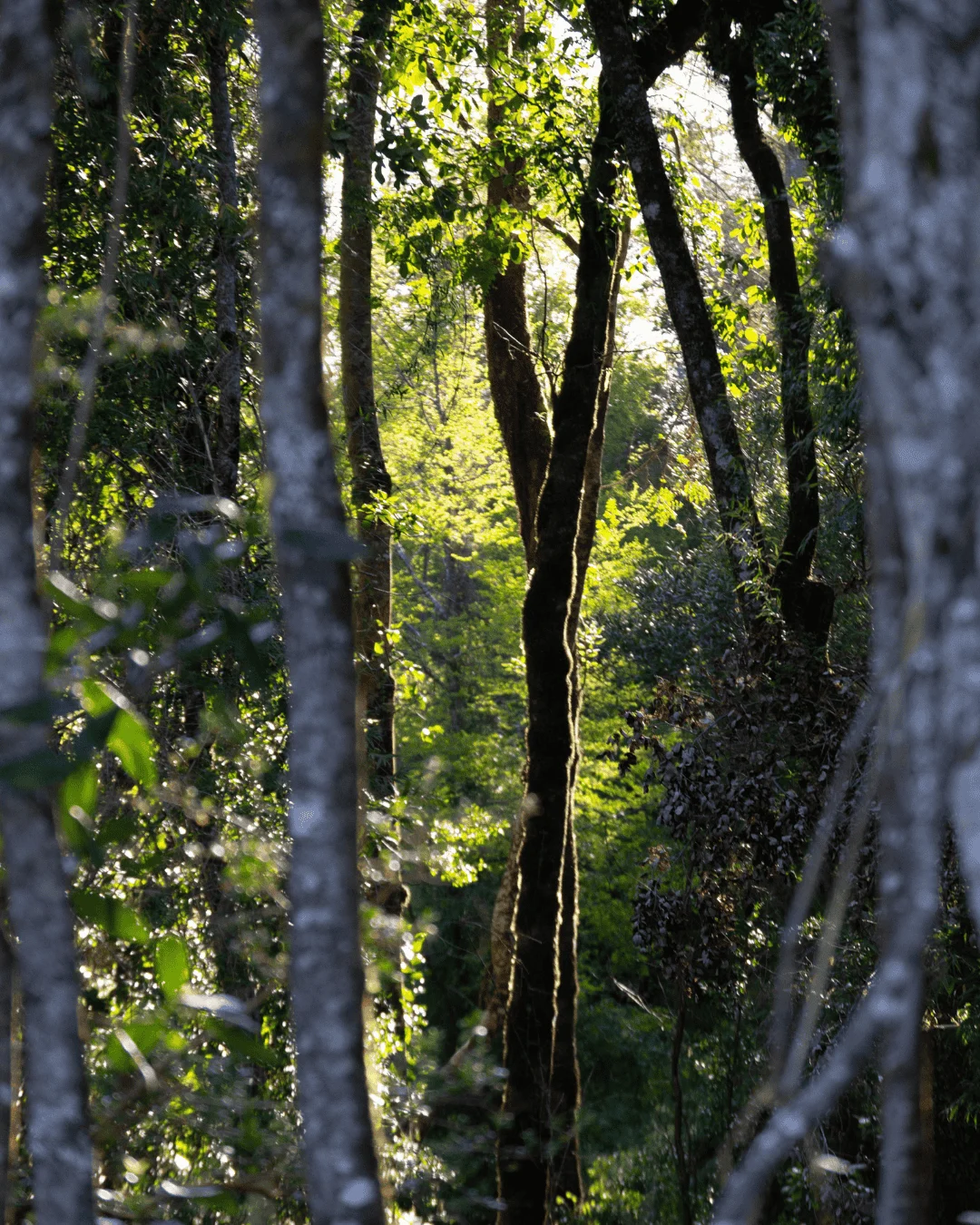 Sendero dentro del bosque de conservación
